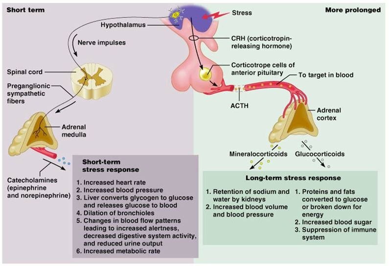Technical and clinical aspects of cortisol